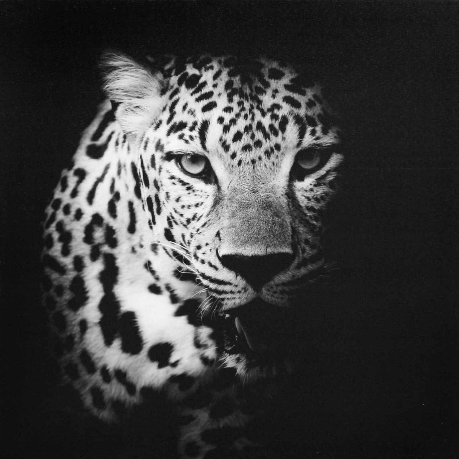 Obraz na plátně Leopard, 50x50 cm