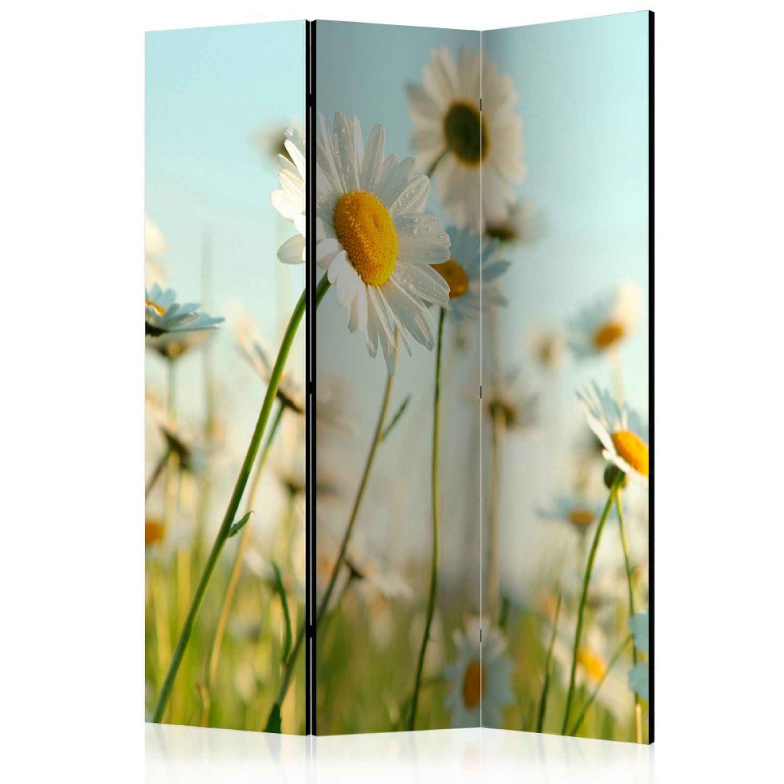 Paraván Daisies - spring meadow Dekorhome 135x172 cm (3-dílný)